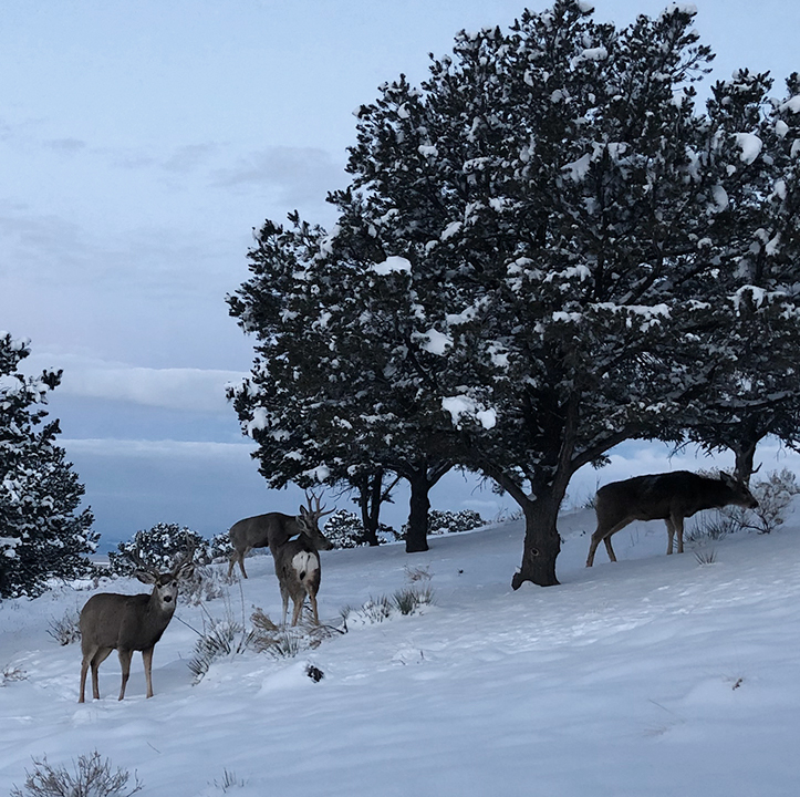 Deer at Miyo Samten Ling