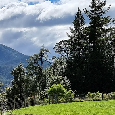 Deer at Miyo Samten Ling