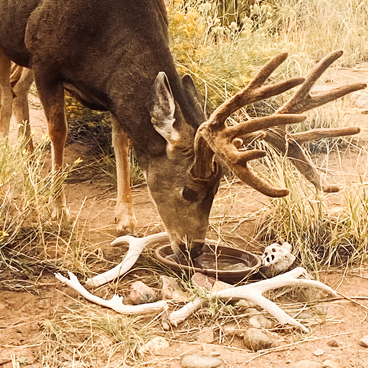 Wildlife in the Bloodless Valley at Miyo Samten Ling