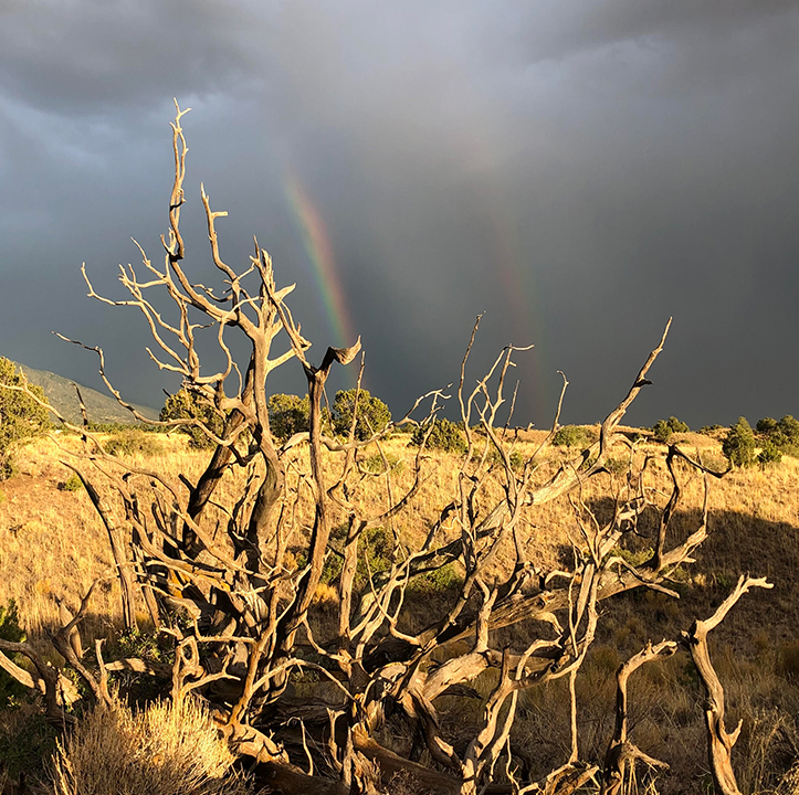 Driftwood and rainbow at Miyo Samten Ling