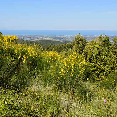 Driftwood and rainbow at Miyo Samten Ling